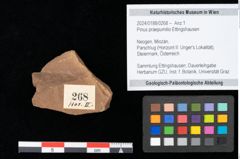Foto (Objekt + Etikett) von Pinus praepumilio Ettingshausen (NHMW-GEO-2024-0188-0268)